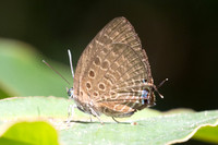 Arhopala barami-6461