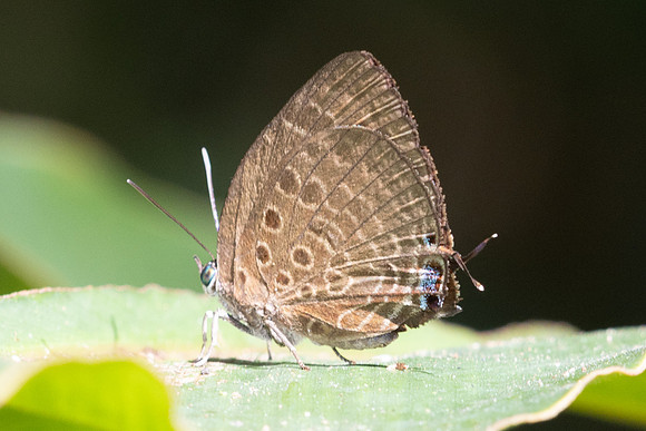 Arhopala barami-6461