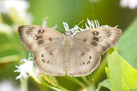 Tagiades japetus atticus-6410 - Chulabhorn 10 - 3/02/26