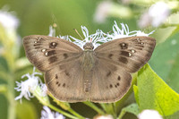 Tagiades japetus atticus-6409 - Chulabhorn 10 - 3/02/26