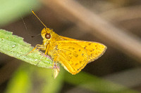 Potanthus rectifasciata-6395