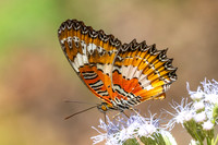 Cethosia methypsea--18 - Chulabhorn 10 - 3/02/26