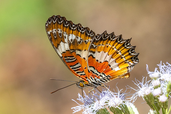 Cethosia methypsea--18 - Chulabhorn 10 - 3/02/26