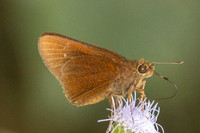 Caltoris cormasa--2 - Chulabhorn 10 - 3/02/26