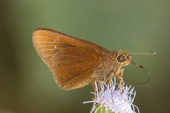 Caltoris cormasa--2 - Chulabhorn 10 - 3/02/26