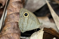 Ypthima horsfieldii