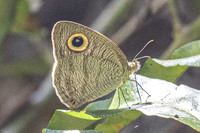 Ypthima horsfieldii-42 - Chulabhorn 10 - 3/02/26