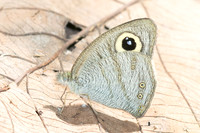 Ypthima horsfieldii-32 - Chulabhorn 10 - 3/02/26