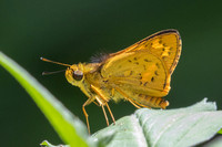 Potanthus rectifasciata
