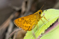 Potanthus mingo--10 - Chulabhorn 10 (565 m) - 3/02/26