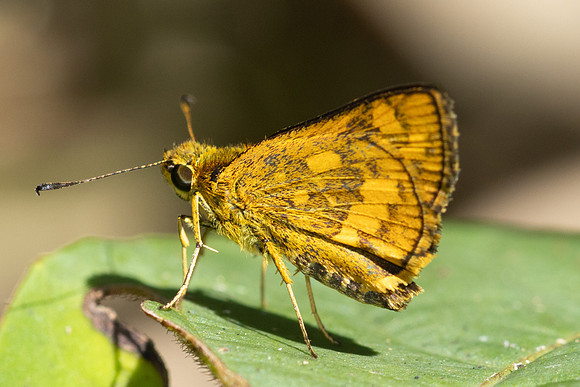 Potanthus mingo--20- Chulabhorn 10 (565 m) - 3/02/26