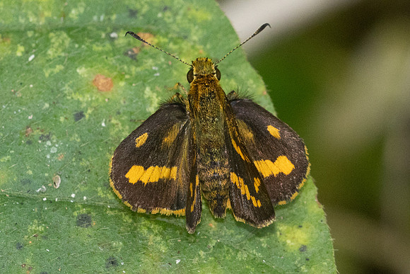 Potanthus mingo-16- Chulabhorn 10 (565 m) - 3/02/26