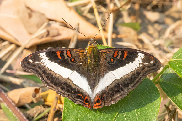 Limenitis dudu secius -1082 - Chiang Dao - 17/03/24