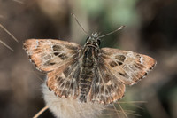Carcharodus alceae-7362