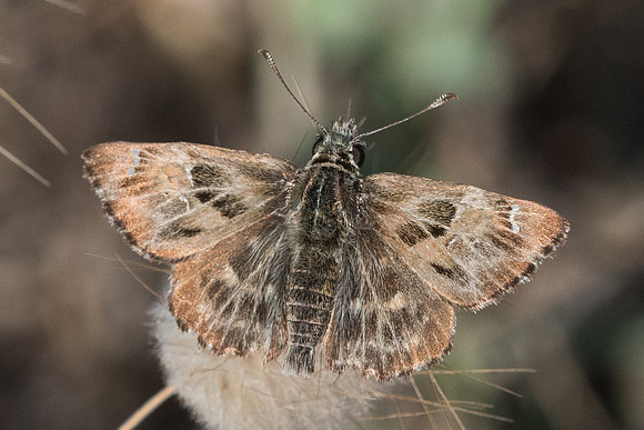 Carcharodus alceae-7362