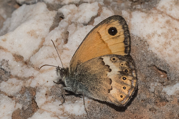 Coenonympha thyrsis-5804