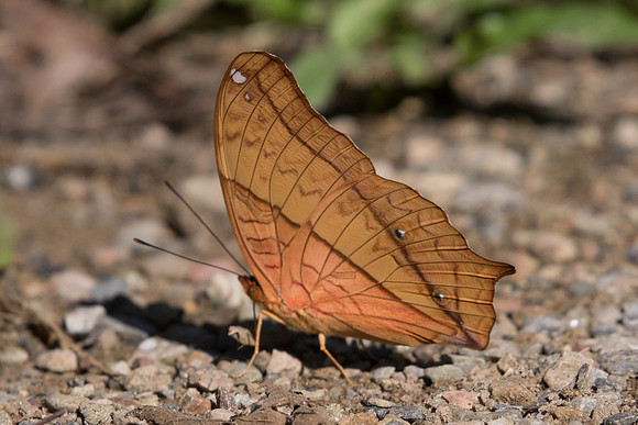 Vindula erota erota-0319 - Chiang Dao - 16/11/23