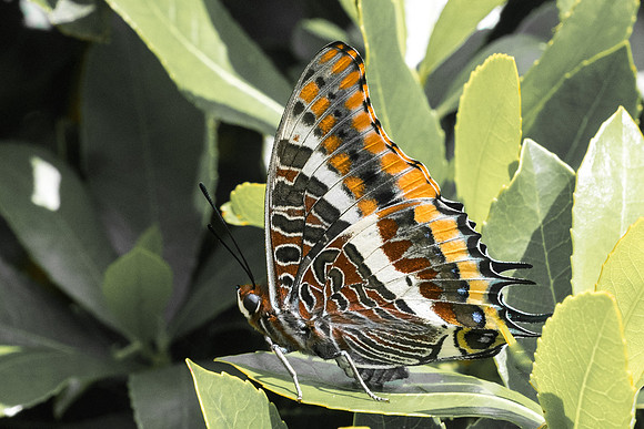 Charaxes jasius-8333 - Vivario 14/06/23