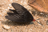 Histia flabellicornis-0049- Chiang Dao - 11/03/23