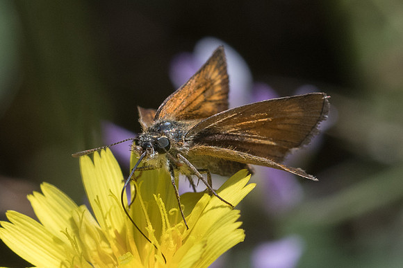 Thymelicus sylvestris-7031