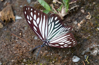 Cyclosia papilionaris-5365 - Doi-Suthep - 9/03/23