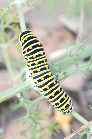 Machaon chenille-3350 - Sournia - 18/05/23