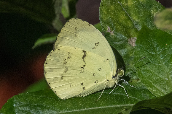 Eurema ada indosinica-1842 - Chiang Dao- 15/11/23