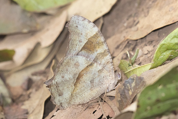 Melanitus zitenius-3985