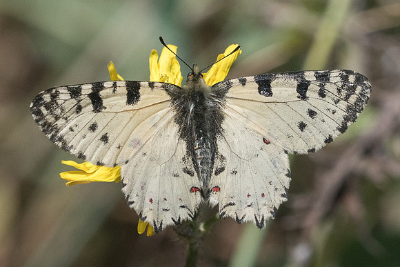 Zerynthia cretica-7006 Gorge Sarakina Meskla (Crete) - 3/06/23