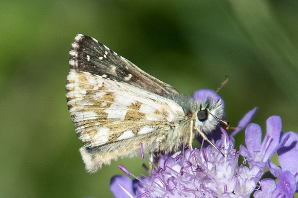 Pyrgus foulquieri id--5860