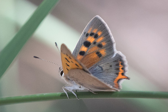 Lycaena phlaeas-6434