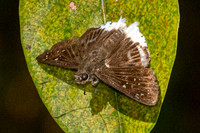 Darpa striata--4 - Jardin d'hivers 950m - 31/01/26