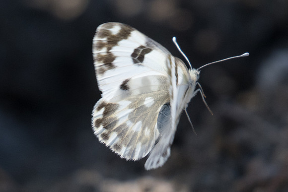 Pontia edusa-6770