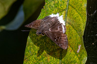 Darpa striata striata--15