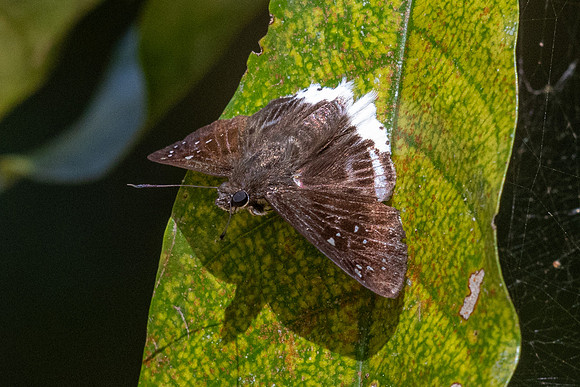 Darpa striata striata--15