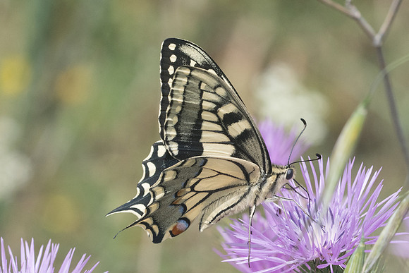 Papilio machaon-5623 - Crète - 28/05/23