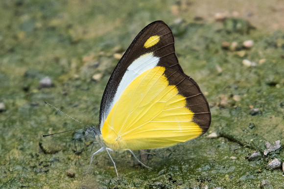 Appias lyncida eleonora-2301 - - Chiang Dao - 11/03/23