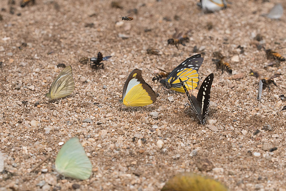 Appias lyncida-0860 - Chiang Dao - 11/03/23