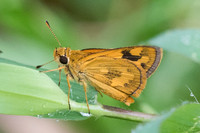 Taractrocera archias id+-6746 - Krabi - 26/11/23