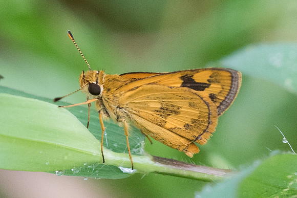 Taractrocera archias id+-6746 - Krabi - 26/11/23