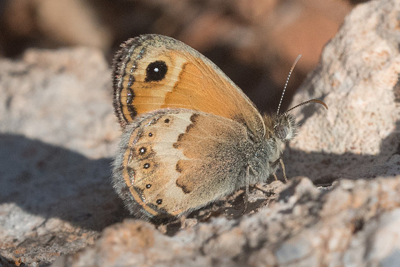 Coenonympha thyrsis-5865