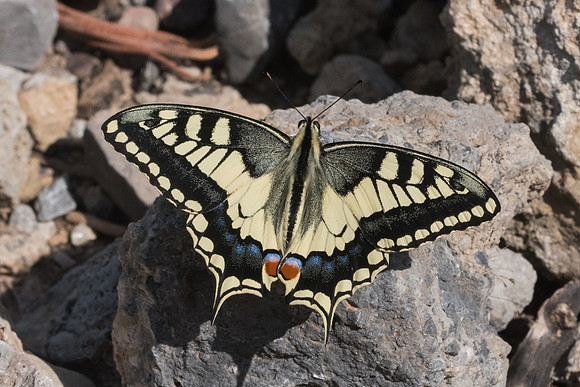 Papilio machaon-6293 - Crete - 29/05/23
