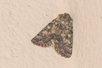 Dasypolia templi-5554 - Err - 19/07/23
