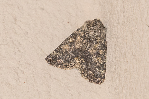 Dasypolia templi-5554 - Err - 19/07/23