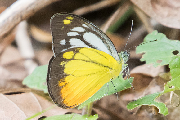 Cepora iudith malaya-9321 - Koh Samui - 16/03/23