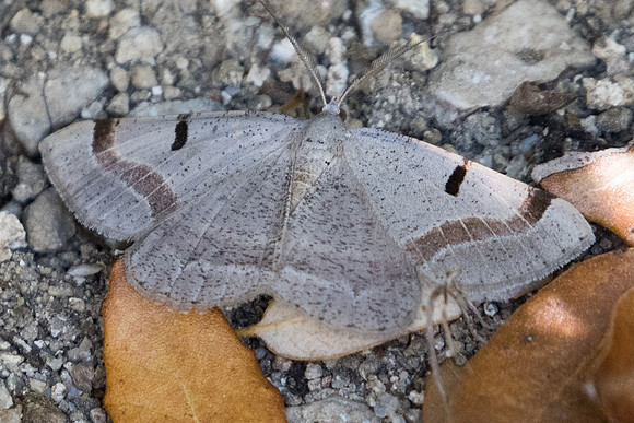 Itame vincularia-1583 - Route Eus-Sournia - 15/07/23