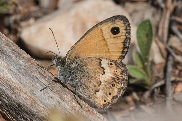 Coenonympha thyrsis-5798