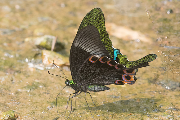 Papilio paris-9489-2 - Chiang Dao - 11/03/23