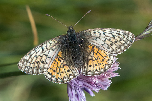 Boloria napea-1269