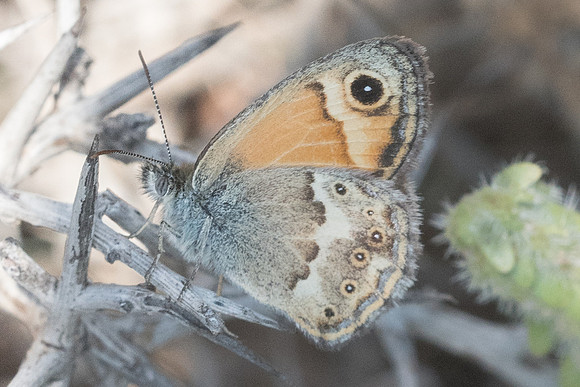 Coenonympha thyrsis-5773